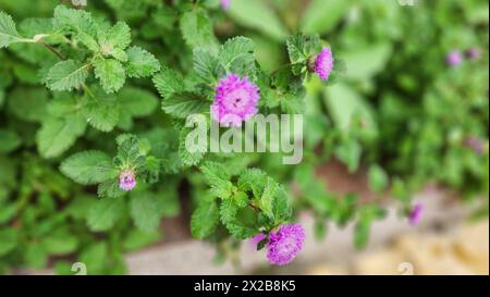 Nahaufnahme der brasilianischen Knopfblume, Centratherum, Lark Gänseblümchen, kriechende Gänseblümchen wachsen frische grüne Hintergrundblätter Stockfoto