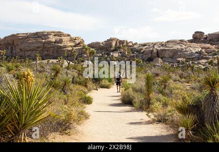 Wanderer auf dem Barker Dam Loop Trail im Joshua Tree National Park, Kalifornien, USA Stockfoto