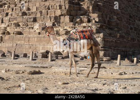 Kamel vor der Großen Pyramide von Khufu auf dem Gizeh-Plateau in Ägypten Stockfoto