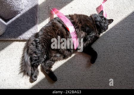 Schwarze Katze, die kopfüber in der Sonne liegt, in ein rosafarbenes Band gewickelt. Draufsicht mit offenen Augen. Das Sonnenlicht scheint diagonal. Stockfoto