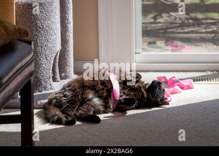 Schwarze Katze, die kopfüber in der Sonne liegt, in ein rosafarbenes Band gewickelt. In einem Zustand der Glückseligkeit. Stockfoto