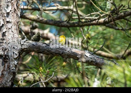 Hellgelber Kiefernbaum, der auf einem Kiefernzweig thront. Im Hintergrund befinden sich grüne Kiefernnadeln. Auf der Insel Assateague. Stockfoto