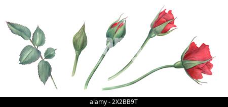 Rosen. Rosenblüten in verschiedenen Stadien der Blüte. Gartenpflanze. Grüne Blätter. Blumenclips von Blütenknospen. Aquarellabbildung Stockfoto