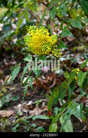 Kriechender Mahonia mit gelben Blumen Stockfoto