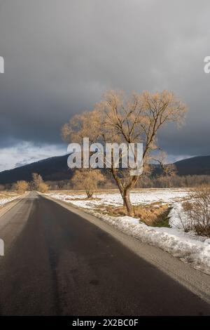 Leere Straße in den Bergen von Bieszczady und ein einsamer Baum. Polen, Europa. Stockfoto