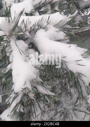 Winterhintergrund: Schneebedeckte Kiefernzweige Stockfoto
