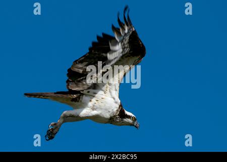 Osprey im Flug im Eagle Island State Park, Idaho, USA. Stockfoto