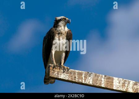 Osprey liegt im Eagle Island State Park, Idaho, USA. Stockfoto