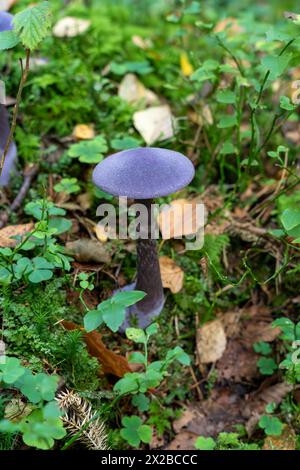 Einzelner violetter Webcap (Cortinarius violaceus) Pilz im Wald Stockfoto