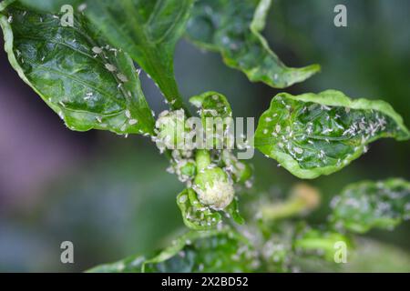 Glashauskartoffel-Blattlaus Aulacorthum solani. Schädlinge auf Paprika, hauptsächlich Knospen und Blüten im Gewächshaus. Stockfoto