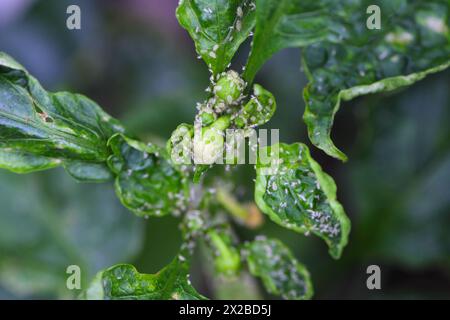 Glashauskartoffel-Blattlaus Aulacorthum solani. Schädlinge auf Paprika, hauptsächlich Knospen und Blüten im Gewächshaus. Stockfoto