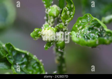 Glashauskartoffel-Blattlaus Aulacorthum solani. Schädlinge auf Paprika, hauptsächlich Knospen und Blüten im Gewächshaus. Stockfoto