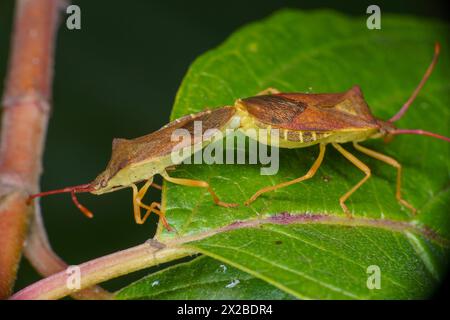 Gonocerus acuteangulatus Familie Coreidae Gattung Gonocerus Kastenwanze wilde Natur Insektentapete, Bild, Fotografie Stockfoto