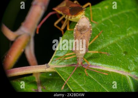 Gonocerus acuteangulatus Familie Coreidae Gattung Gonocerus Kastenwanze wilde Natur Insektentapete, Bild, Fotografie Stockfoto