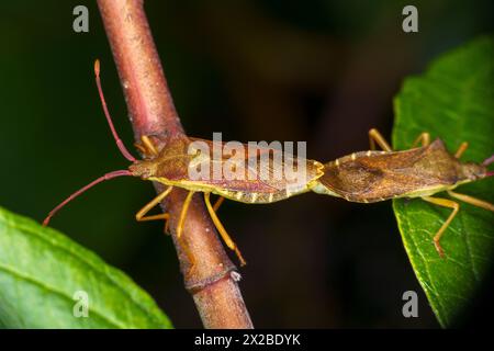 Gonocerus acuteangulatus Familie Coreidae Gattung Gonocerus Kastenwanze wilde Natur Insektentapete, Bild, Fotografie Stockfoto