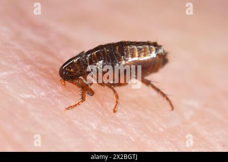 Der Floh ernährt sich von menschlicher Haut. Schmerzhafter Flohbiss. Stockfoto