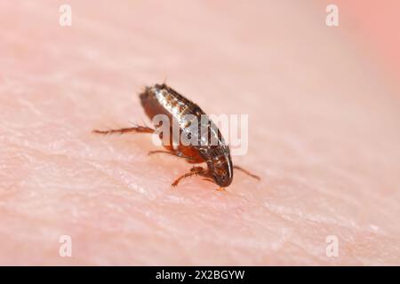 Der Floh ernährt sich von menschlicher Haut. Schmerzhafter Flohbiss. Stockfoto