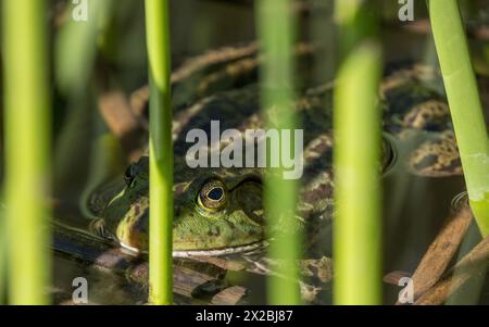 Amerikanischer Bullfrog, männlicher Hinterhalt. Ed R. Levin County Park, Santa Clara County, Kalifornien. Stockfoto