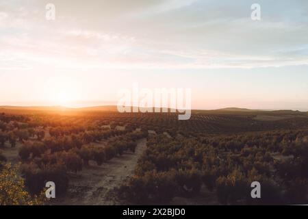 Sonnenuntergang am Olives Countriside Stockfoto