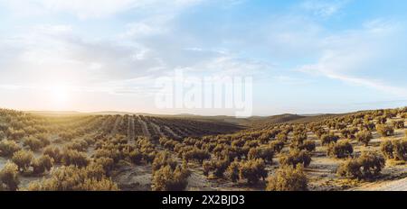 Sonnenuntergang am Olives Countriside Stockfoto