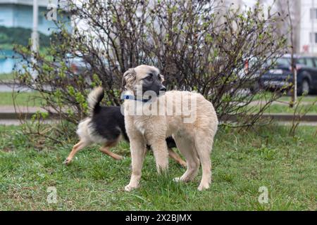 Zwei Begleithunde stehen Seite an Seite auf dem Gras, ihre Schwänze wackeln glücklich. Sie sehen aus wie eine arbeitende Rasse, die einen verspielten Moment in t genießt Stockfoto