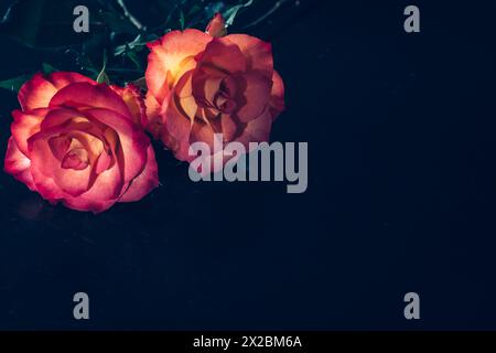 Schöne frische rosa Rosen Blumen, schwarzer Hintergrund, Beerdigungskonzept Stockfoto
