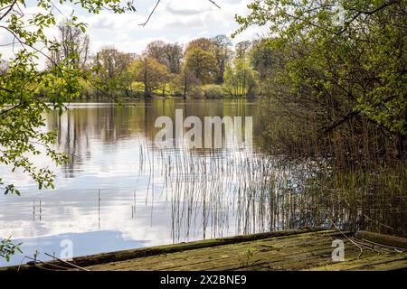 Der natürliche See von Comber Mere. Cheshire ist mit einer Fläche von etwa 132 Acres (53 ha) der größte See in einem privaten englischen Park Stockfoto