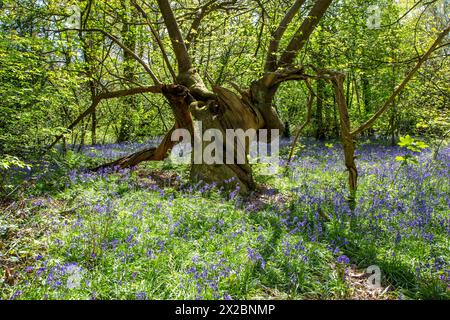 Knorriger alter toter Baumstamm in einem Bluebell-Wald auf dem englischen Land Stockfoto