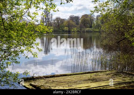 Der natürliche See von Comber Mere. Cheshire ist mit einer Fläche von etwa 132 Acres (53 ha) der größte See in einem privaten englischen Park Stockfoto