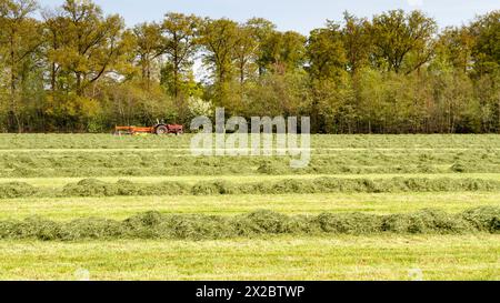 Ein roter Traktor zieht einen Schwadmäher, der an einem lebhaften Frühlingstag durch ein Heufeld schneidet und landwirtschaftliche Arbeiten und Maschinen in Aktion am zeigt Stockfoto