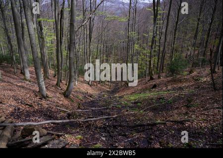 Bieszczady Nationalpark in Südpolen. Buchen sind im Wald des Bieszczady-Nationalparks in der Nähe der Ustrzyki-Schlucht in Polen am 20. April 2024 zu sehen. Der Bieszczady-Nationalpark ist der drittgrößte Nationalpark Polens in der Woiwodschaft Unterkarpaten im Südosten des Landes. 2021 wurde der Nationalpark zum UNESCO-Weltkulturerbe als Erweiterung der antiken Buchenwälder und Buchenurwälder der Karpaten und anderer Regionen Europas. Ustrzyki Gorne Lutowiska Polen Copyright: XAleksanderxKalkax Stockfoto