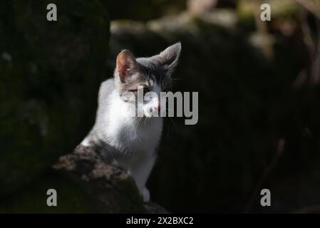 Eine junge graue und weiße Hauskatze, die hinter einem moosbedeckten Felsbrocken die Natur erkundet Stockfoto