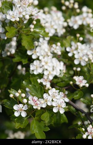 Ein Stamm des gewöhnlichen Weißdorns (Crataegus monogyna) mit blühender Weißblüte und ungeöffneten Knospen Stockfoto