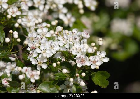 Weiße Blüte auf gemeinem Weißdorn (Crataegus monogyna), die im Frühjahr in einer Hecke blüht Stockfoto