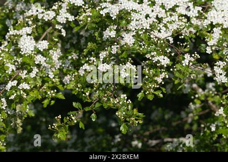 Eine Weißdornhecke (Crataegus monogyna) in der Blüte im Frühling Stockfoto