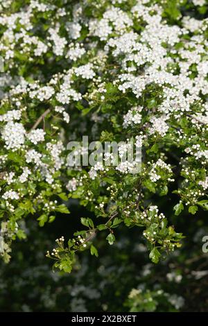 Weißdorn (Crataegus monogyna) in einer Hecke in Blume im Frühjahr Stockfoto