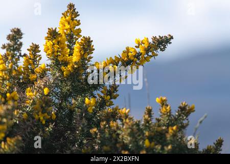 Gelbblumen der Gorse (Ulex europaeus) an Dornstämmen bei Frühlingssonnenschein Stockfoto