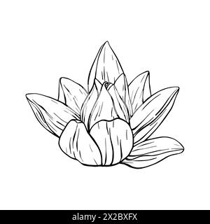 Lotusblumen mit Blättern Skizze. Schwarze Umrissvektorgrafik, gemalt von schwarzen Tinten. Handgezeichnetes geätztes Linienmuster mit blühender Seerose für Stock Vektor