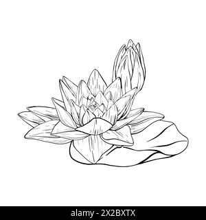 Knospen Lotus und Blätter im Stil von Line Art. Schwarze Umrissvektorillustration tropische Wasserlilie und Blätter. Handgezeichnete Skizzenblumen für Einladungen Stock Vektor