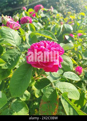 Rosa Pfingstrosen Blumen in einem Garten an einem sonnigen Frühlingstag im Mai Stockfoto
