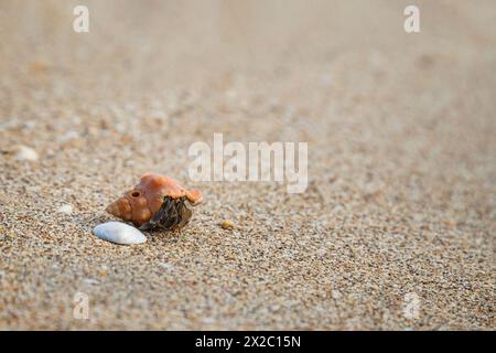 Nahaufnahme einer kleinen Einsiedelkrabbe an einem Sandstrand in Thailand. Geringe Schärfentiefe. Kopierbereich. Stockfoto