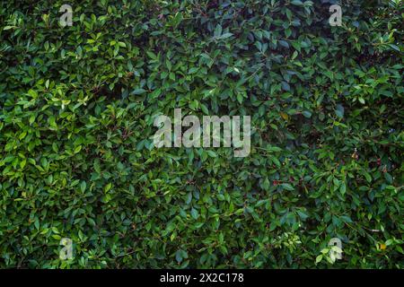 Vorderansicht einer Hecke mit üppigem und grünem Laub im Sommer. Abstrakter natürlicher Hintergrund im Vollformat. Stockfoto