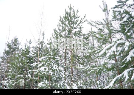 Kiefernwald im Winter tagsüber bei starkem Frost, Karelien. Schnee auf den Nadelzweigen. Frostiges sonniges Wetter gegen Zyklon. Schottische Kiefer Pinus Stockfoto