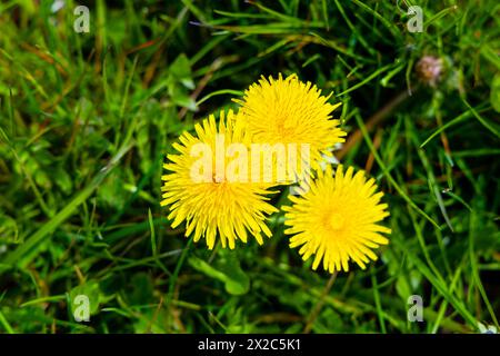 Gelbe Löwenzahn im Frühling von oben, West Sussex, England Stockfoto