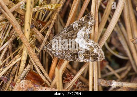 Deltote pygarga Familie Noctuidae Gattung Protodeltote Marmor Weißfleckenmotte wilde Natur Insektenfotografie, Bild, Tapete Stockfoto