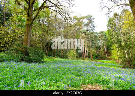 Bluebell Fields in einem Wald südlich von Balcombe, West Sussex, England Stockfoto