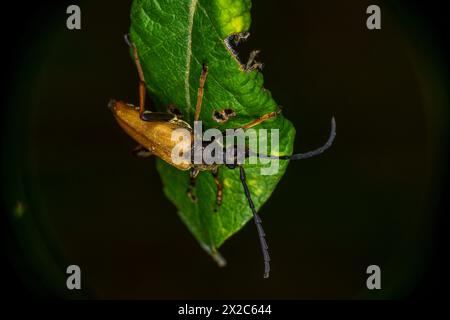 Stictoleptura rubra Familie Cerambycidae Gattung Stictoleptura Rotbrauner Langhornkäfer wilde Natur Insektenfotografie, Bild, Tapete Stockfoto