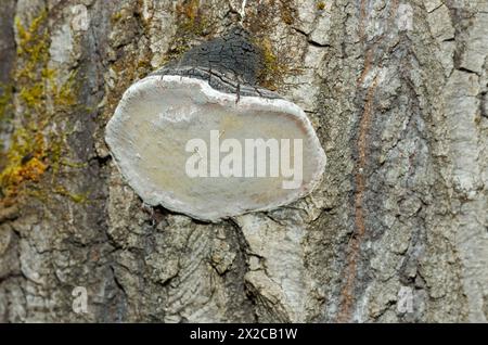 Hufpilz wächst auf einem Baumstamm. Quebec, Kanada Stockfoto