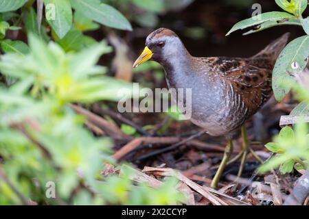 Ein sora sucht nach einer Mahlzeit am Lake Apopka Wildlife Drive in Florida. Stockfoto