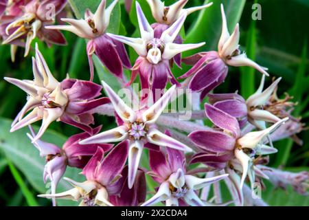 Auffällige Milkweed (Asclepias speciosa) im Eagle Island State Park, Idaho. Stockfoto